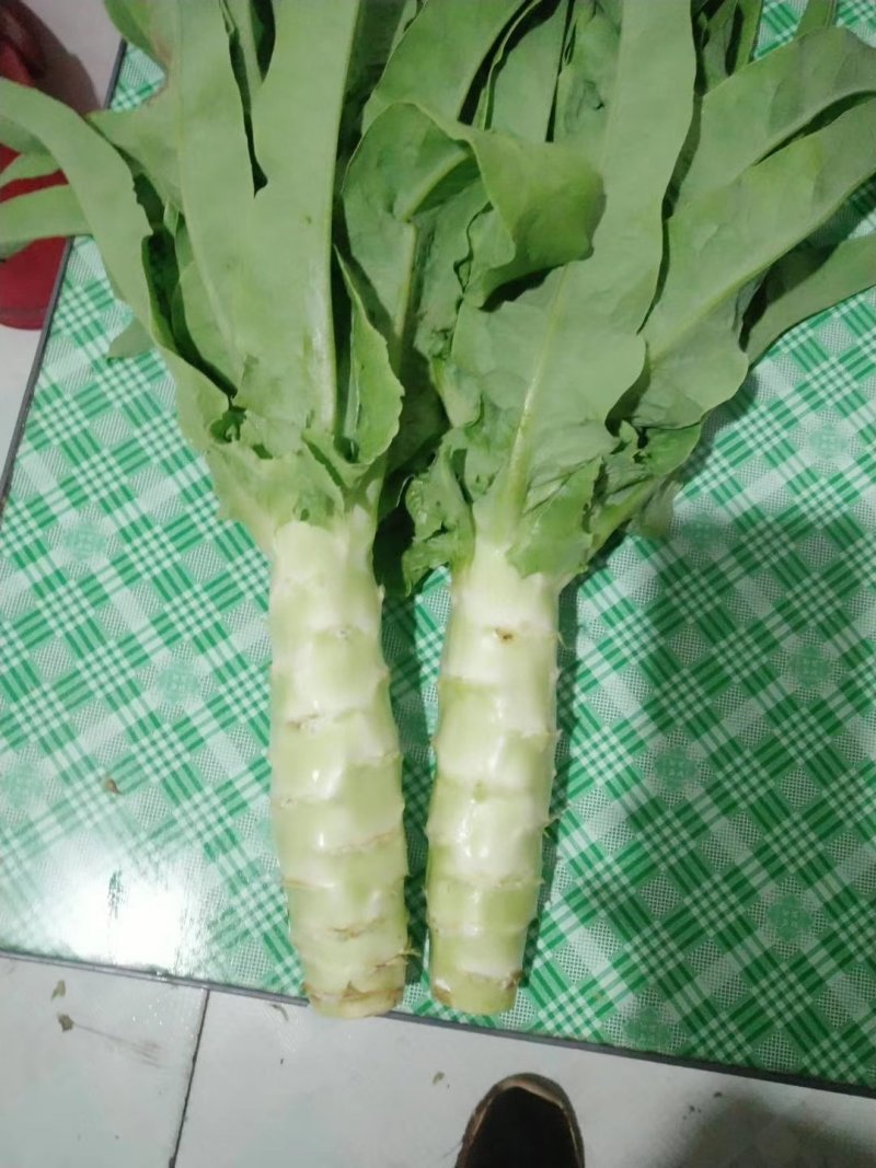河北定州莴笋大量上市