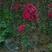 紫薇苗美国红火箭红火球百日红紫薇树苗天鹅绒紫薇苗绿化苗