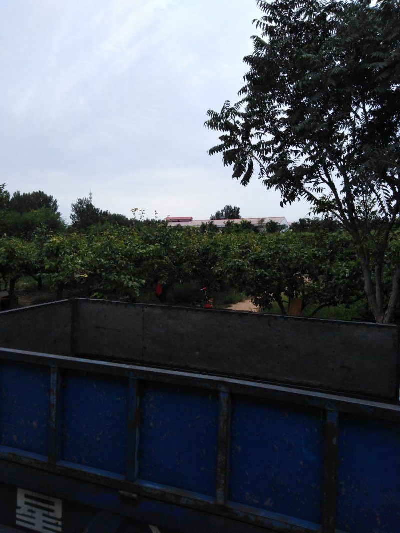 鸭梨，价格美丽，欢迎致电