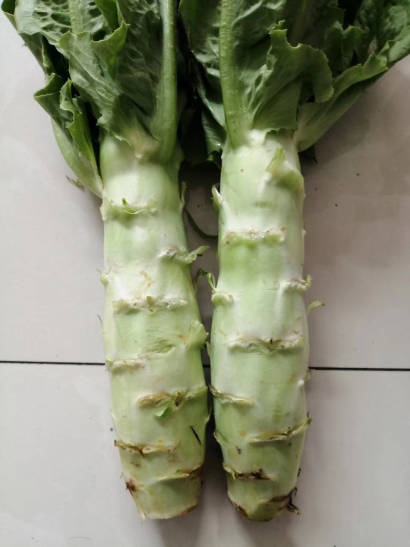河北定州莴笋大量上市