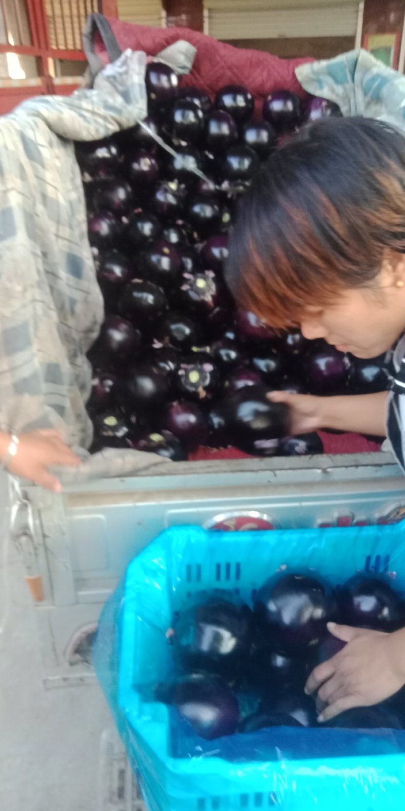 紫光圆茄，，5两以上