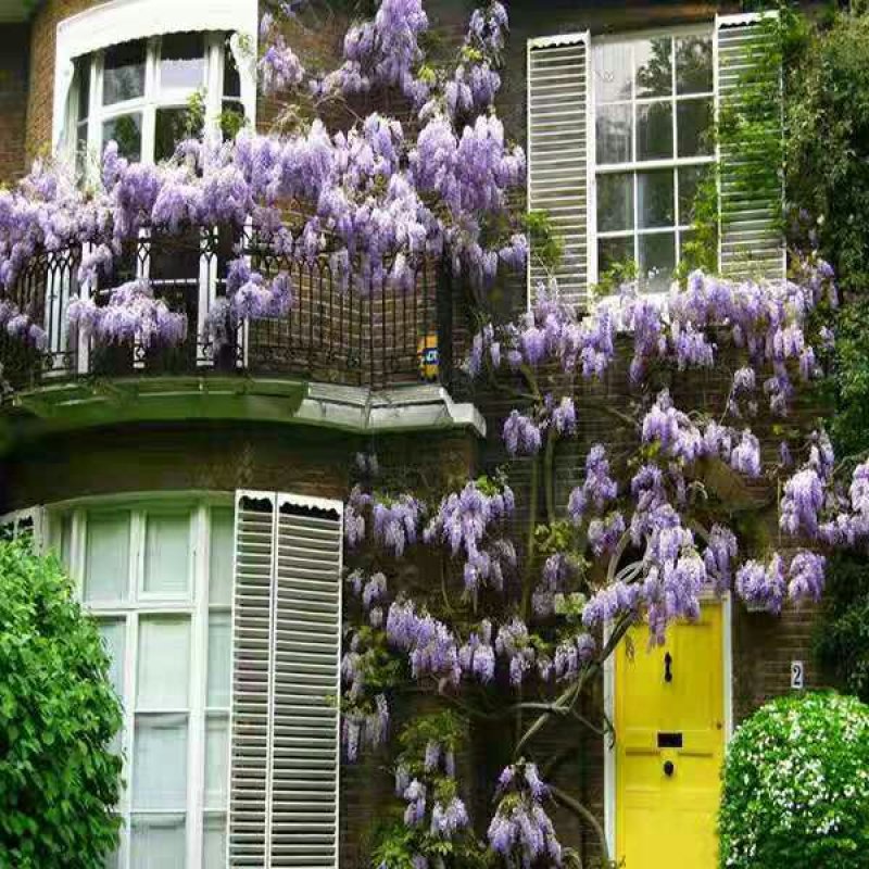 紫藤花树苗爬藤植物庭院围墙园林盆栽花苗绿植花卉藤蔓紫藤萝