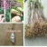 紫藤花树苗爬藤植物庭院围墙园林盆栽花苗绿植花卉藤蔓紫藤萝