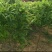 紫藤花树苗爬藤植物庭院围墙园林盆栽花苗绿植花卉藤蔓紫藤萝