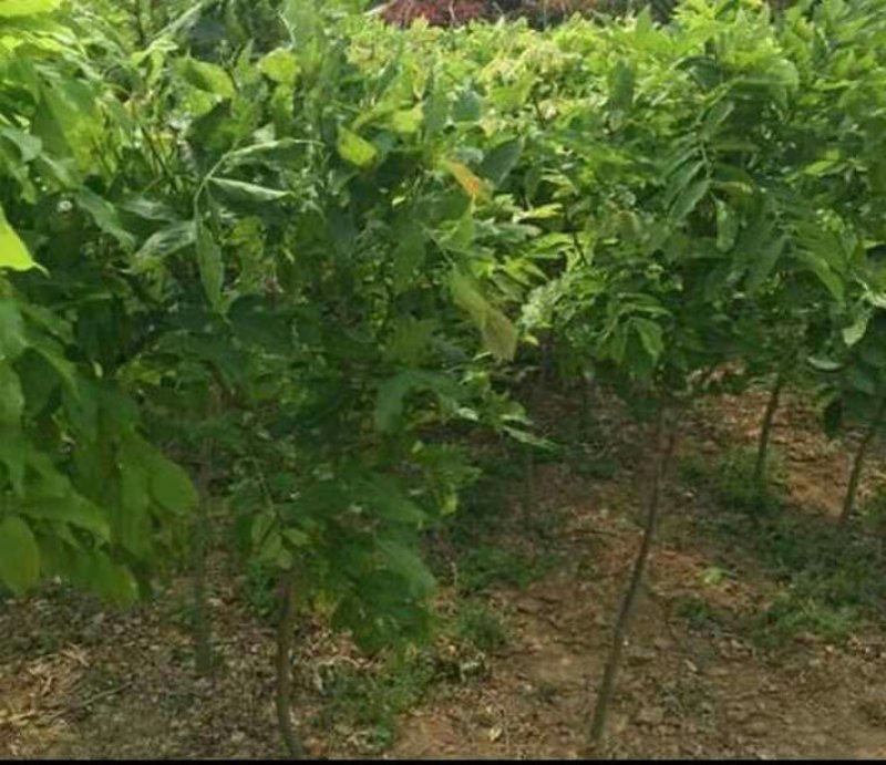 紫藤花树苗爬藤植物庭院围墙园林盆栽花苗绿植花卉藤蔓紫藤萝