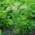 紫藤花树苗爬藤植物庭院围墙园林盆栽花苗绿植花卉藤蔓紫藤萝