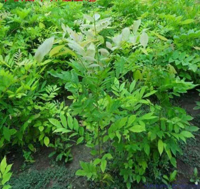 紫藤花树苗爬藤植物庭院围墙园林盆栽花苗绿植花卉藤蔓紫藤萝