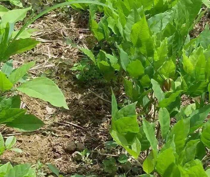 紫藤花树苗爬藤植物庭院围墙园林盆栽花苗绿植花卉藤蔓紫藤萝