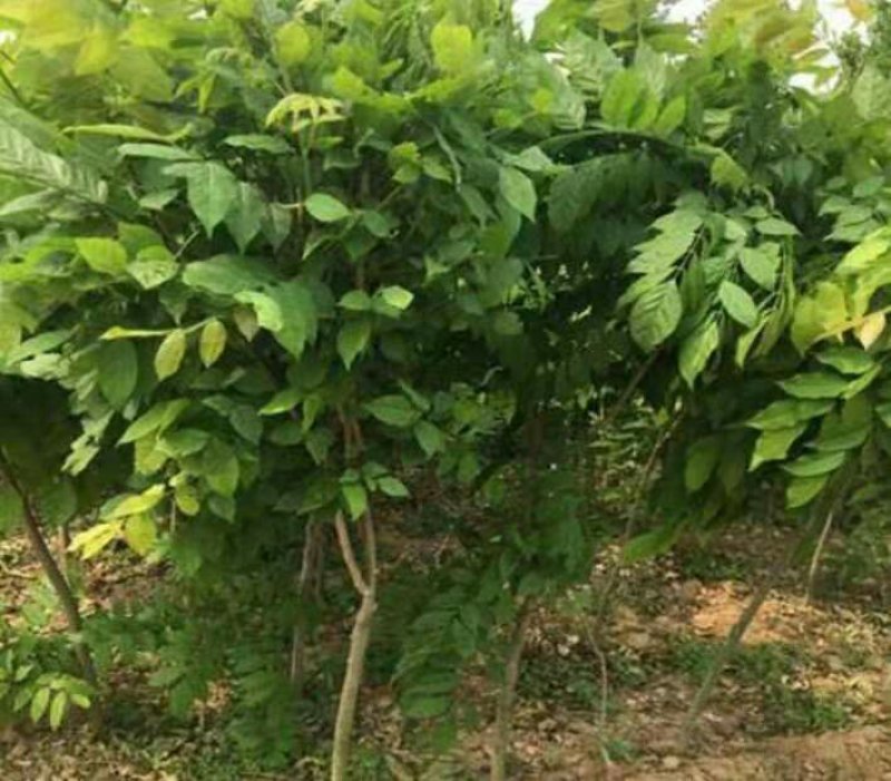 紫藤花树苗爬藤植物庭院围墙园林盆栽花苗绿植花卉藤蔓紫藤萝