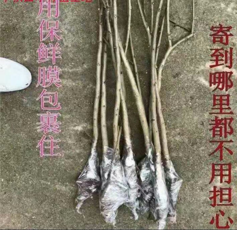 紫藤花树苗爬藤植物庭院围墙园林盆栽花苗绿植花卉藤蔓紫藤萝