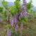 紫藤小苗高度80公分2.8元一颗包成活根系发达