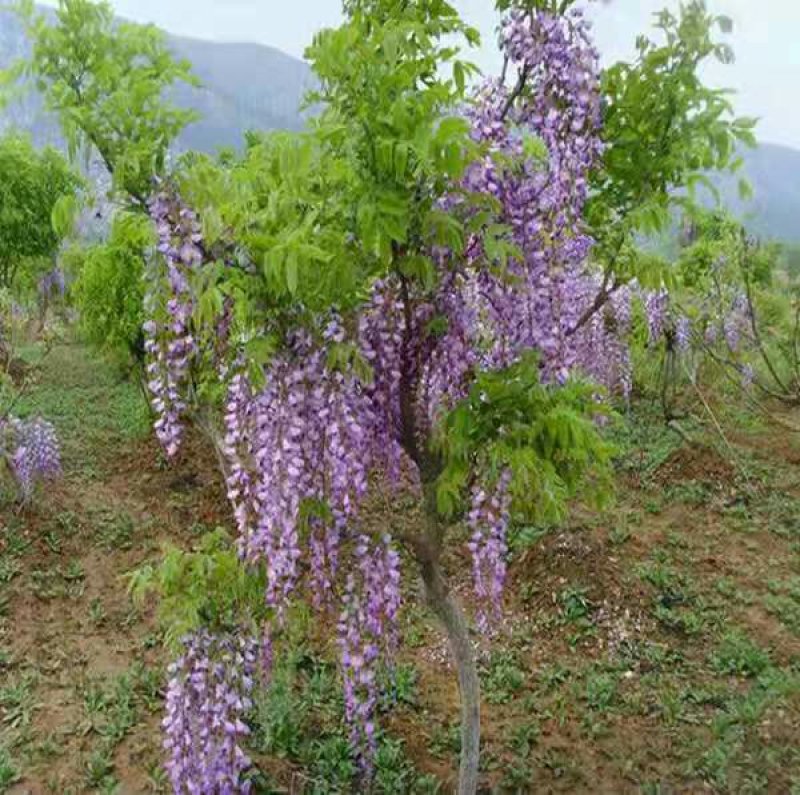 紫藤花树苗爬藤植物庭院围墙园林盆栽花苗绿植花卉藤蔓紫藤萝