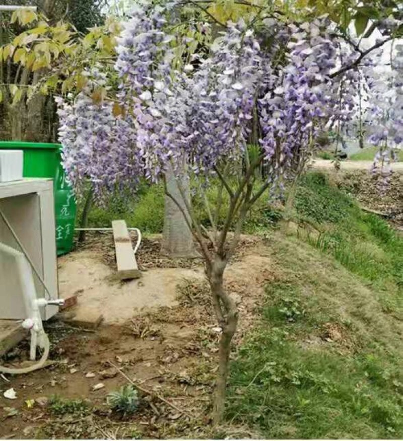 紫藤花树苗爬藤植物庭院围墙园林盆栽花苗绿植花卉藤蔓紫藤萝