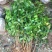 紫藤花树苗爬藤植物庭院围墙园林盆栽花苗绿植花卉藤蔓紫藤萝