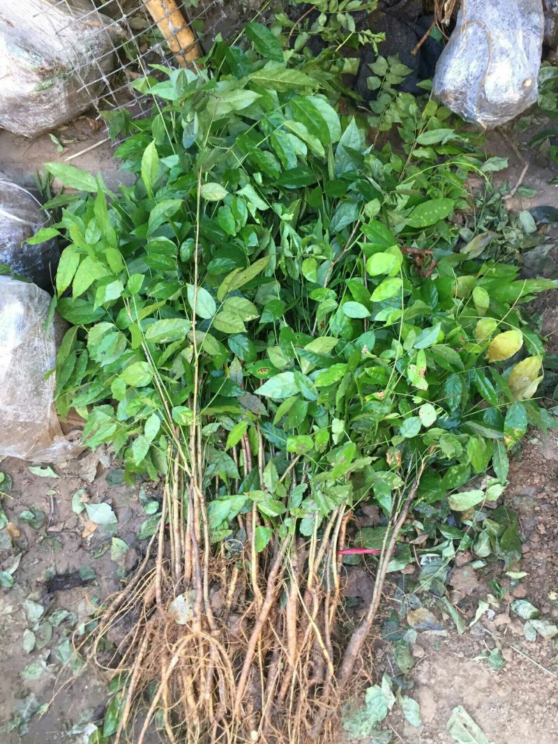 紫藤花树苗爬藤植物庭院围墙园林盆栽花苗绿植花卉藤蔓紫藤萝