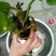 大睡莲根块水培植物四季碗莲荷花苗带花苞水养花卉盆栽植物