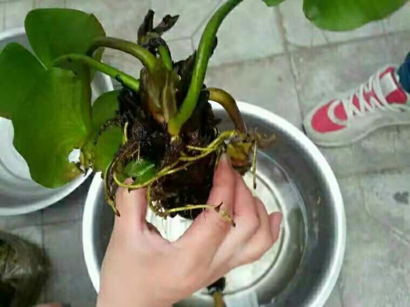 大睡莲根块水培植物四季碗莲荷花苗带花苞水养花卉盆栽植物