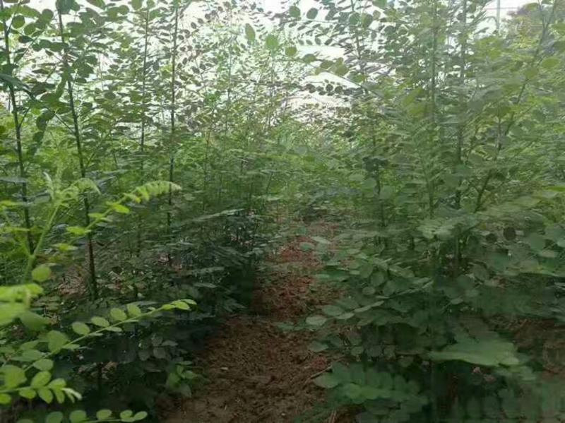 大叶香樟苗高度80公分高以上包成活根系发达