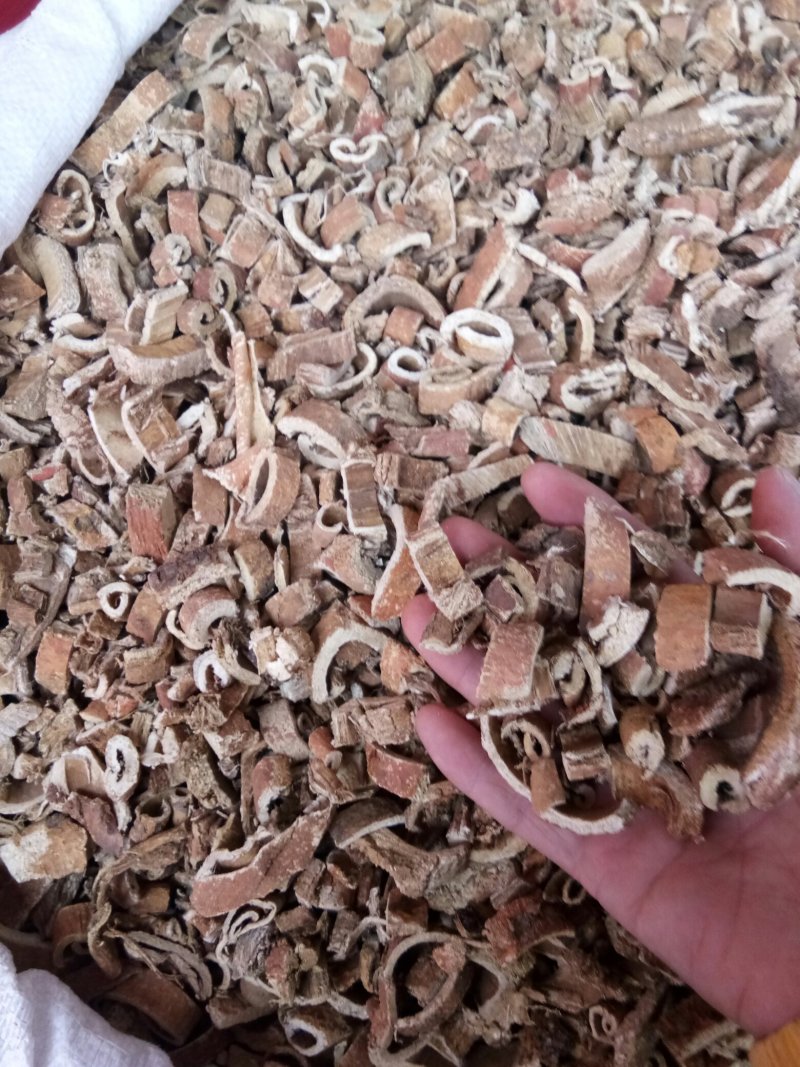 桑白皮