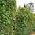 油麻藤油麻藤种子爬藤种子植物围墙四季播种开花景区观赏