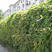 油麻藤油麻藤种子爬藤种子植物围墙四季播种开花景区观赏