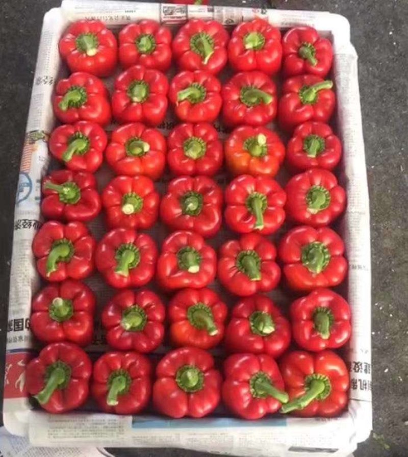 红彩椒，大量供应加工厂彩椒。