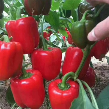 红彩椒，大量供应加工厂彩椒。