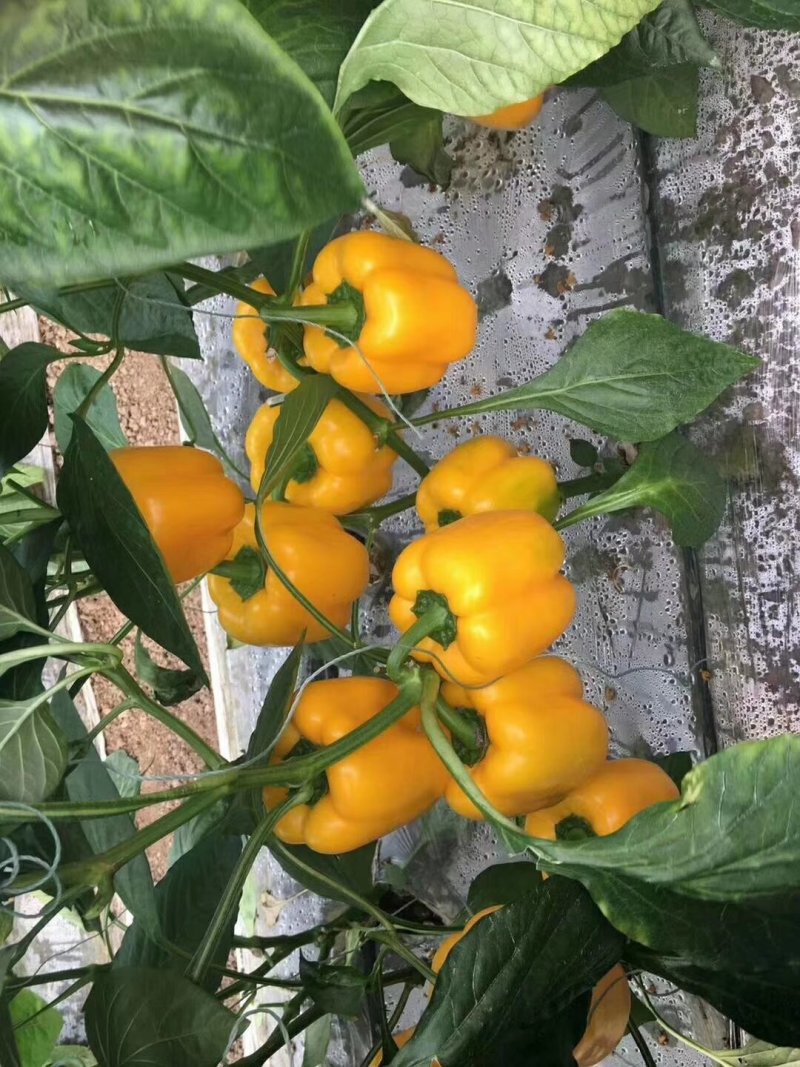红彩椒，大量供应加工厂彩椒。