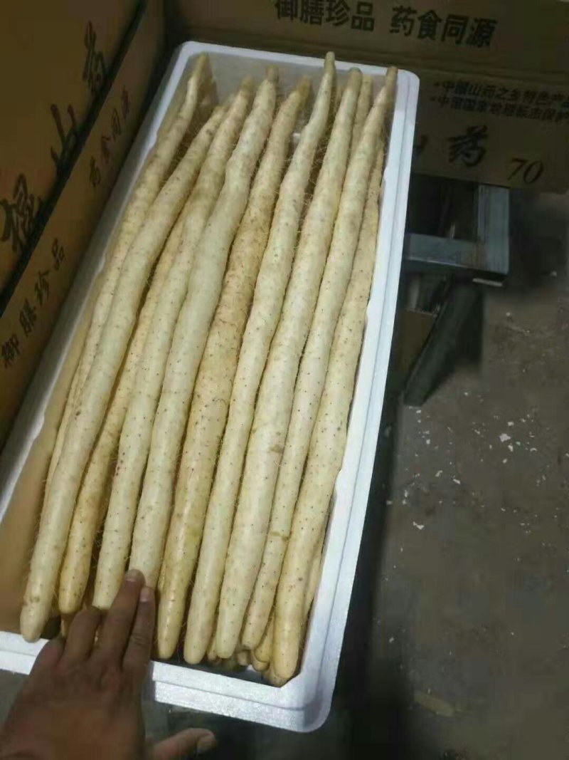 小白嘴白山药