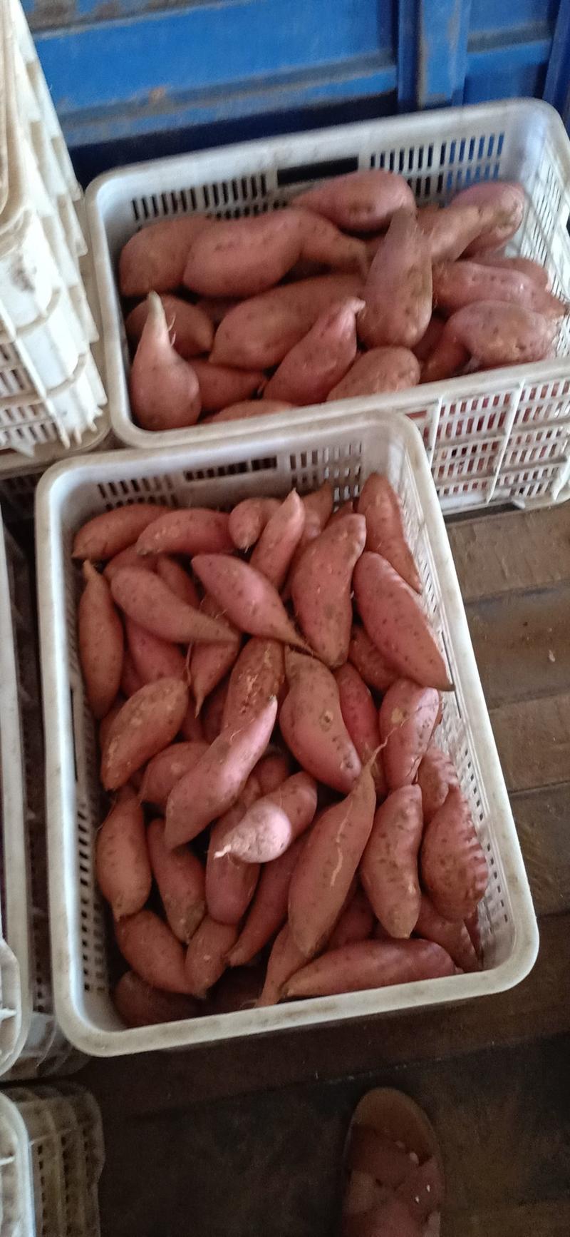 常年供应山地沙土蜜薯烟薯25烤薯