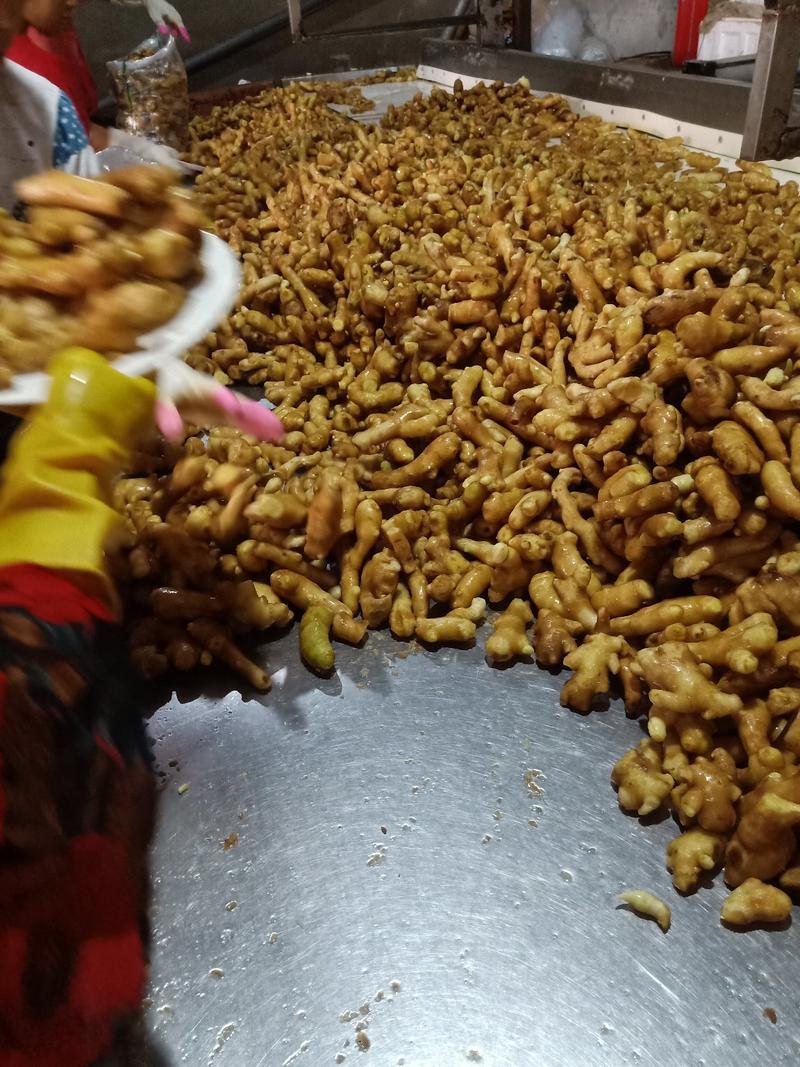 山东优质水洗姜巴带土姜头产地批发可视频看货全国发货