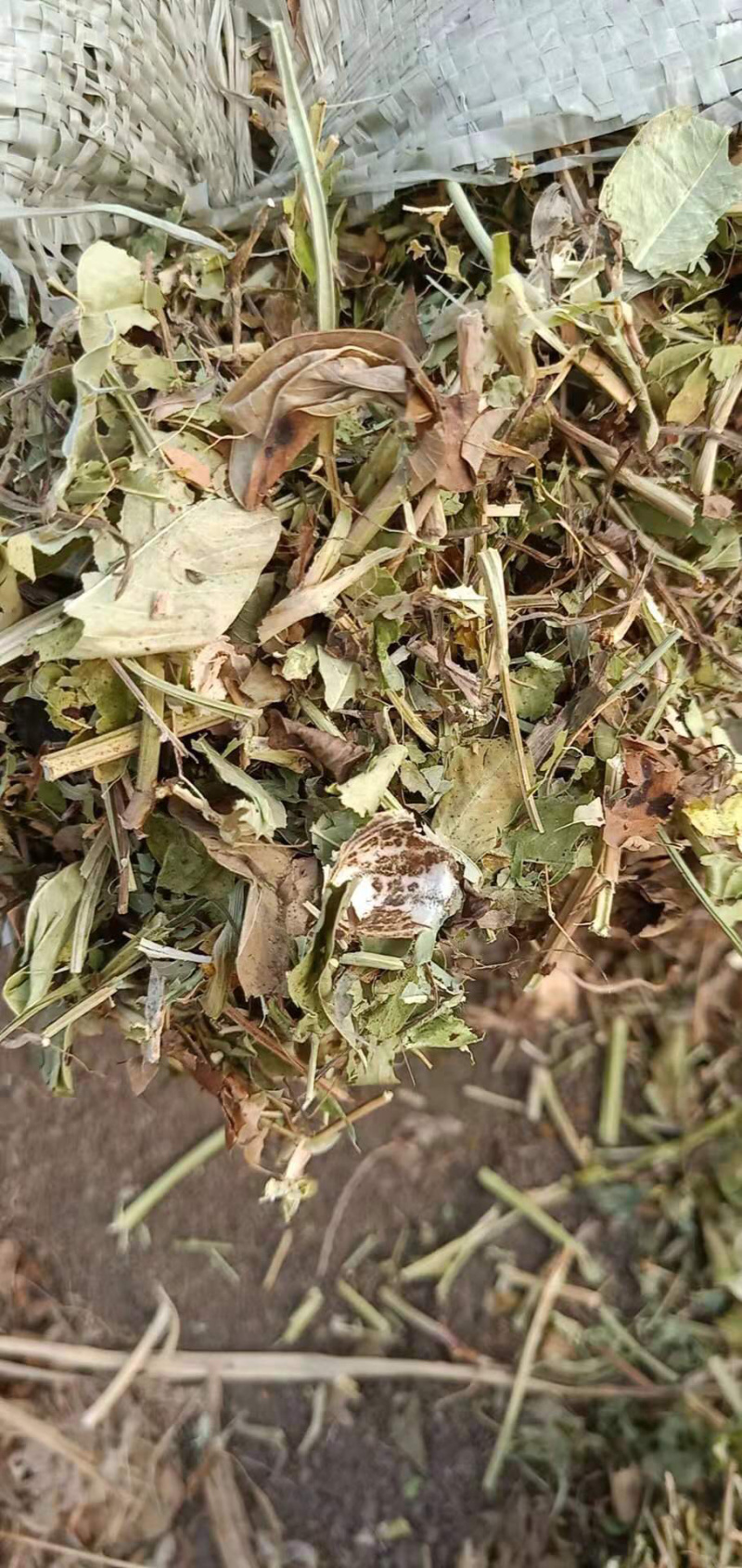 花生秧