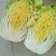 黄芯白菜-辽宁产区-大量供货-专业代办代发团队