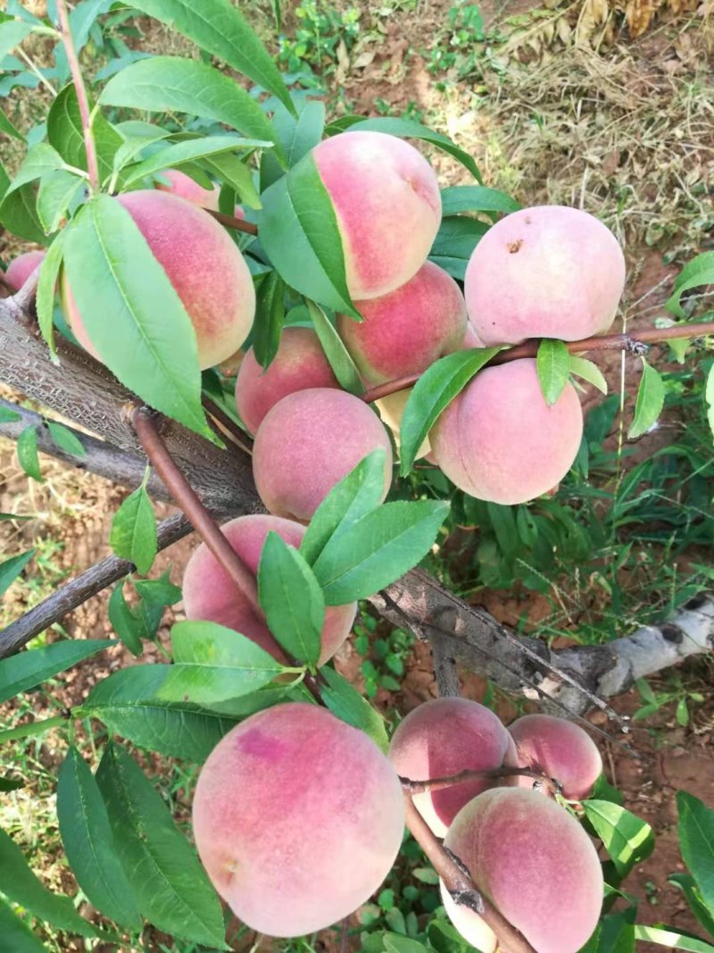 山东省临沂中秋蜜桃大量上市，颜色红，个头大，货源充足，，