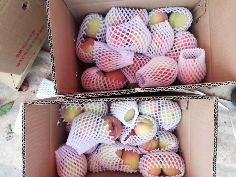 山东省临沂中秋蜜桃大量上市，颜色红，个头大，货源充足，，