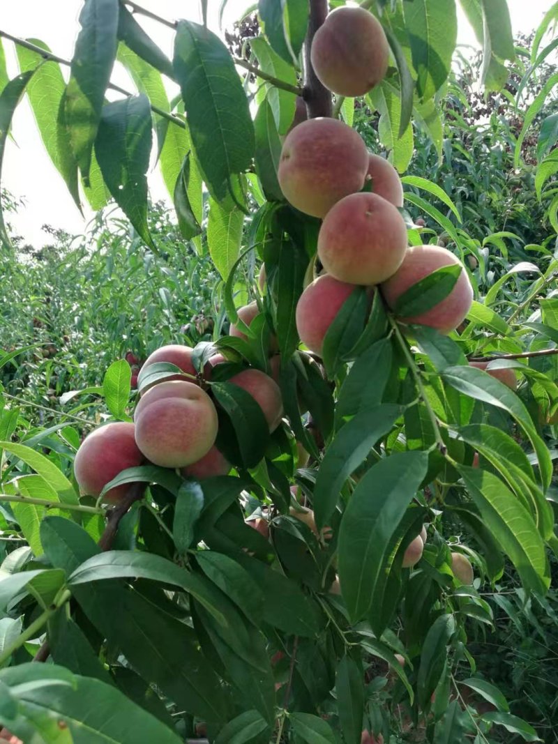 山东省临沂中秋蜜桃大量上市，颜色红，个头大，货源充足，，