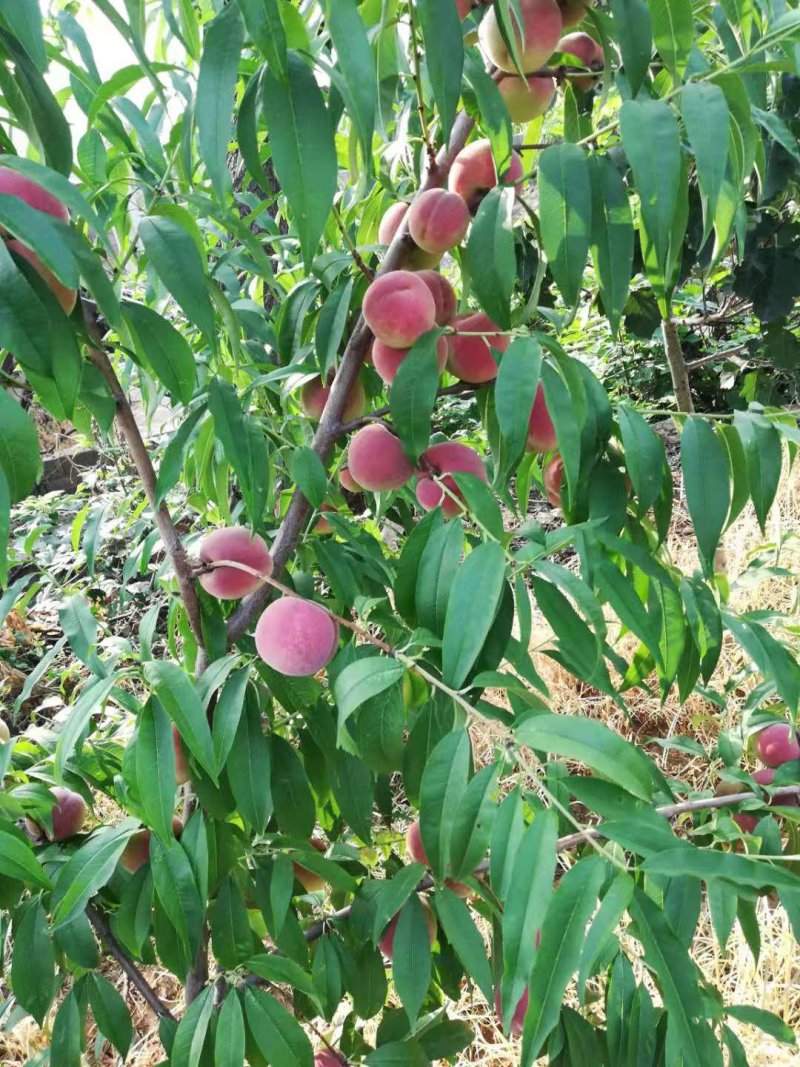 山东省临沂中秋蜜桃大量上市，颜色红，个头大，货源充足，，