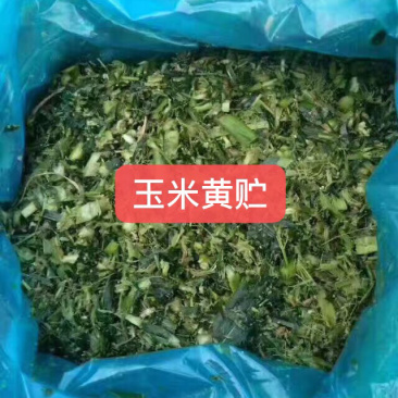 玉米青储