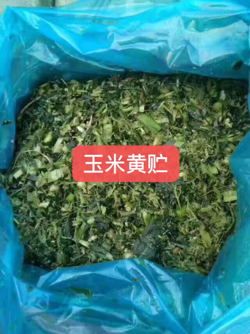 玉米青储