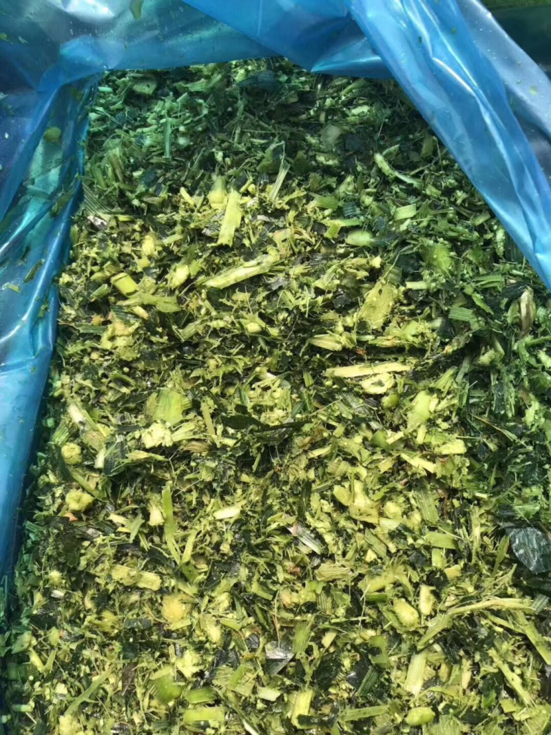 玉米青储