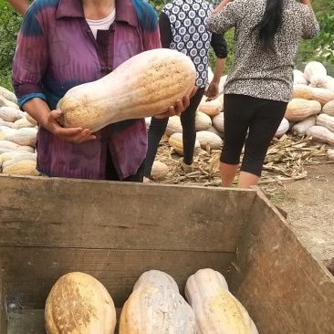 特优蜜本南瓜