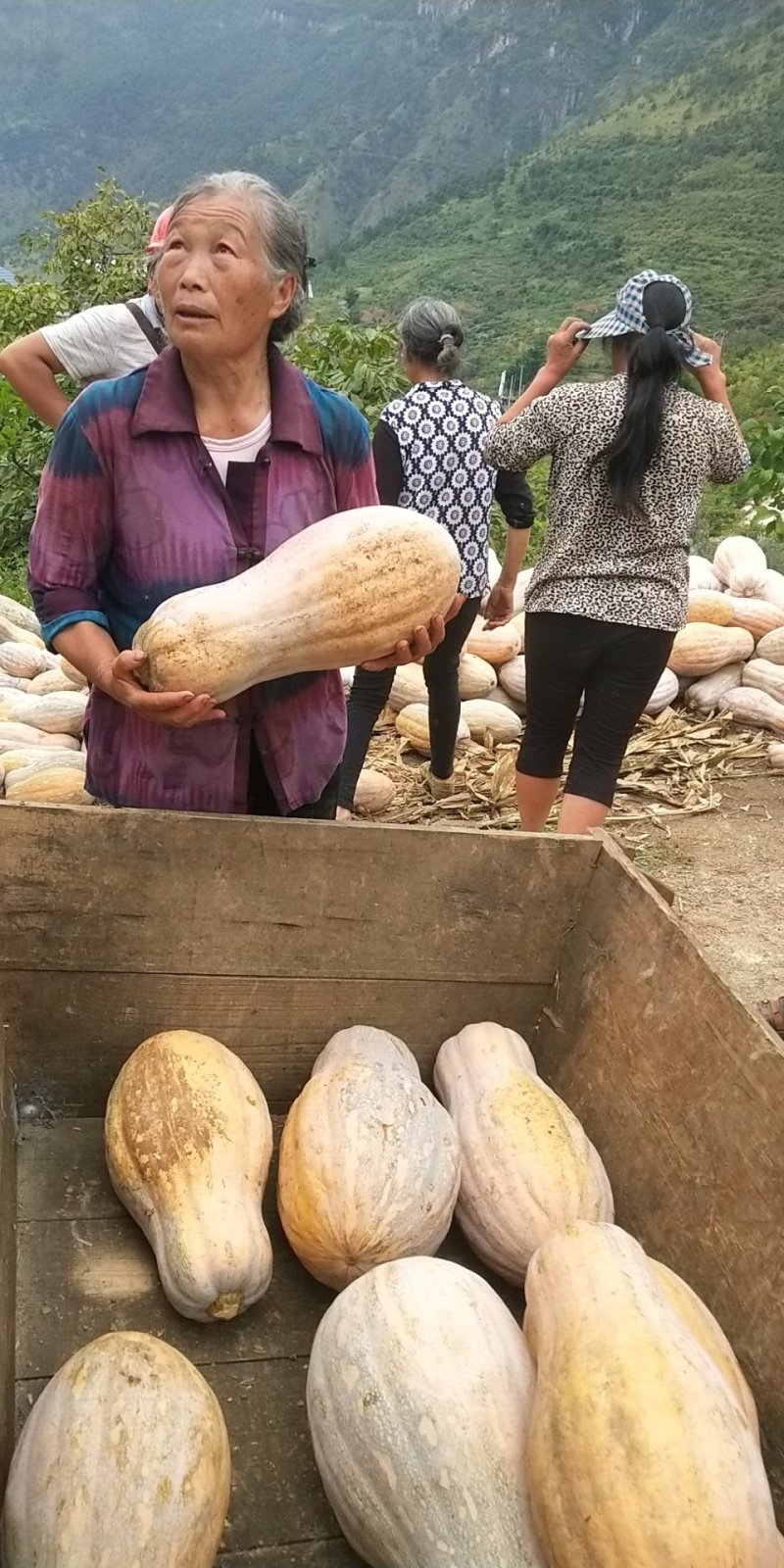 特优蜜本南瓜