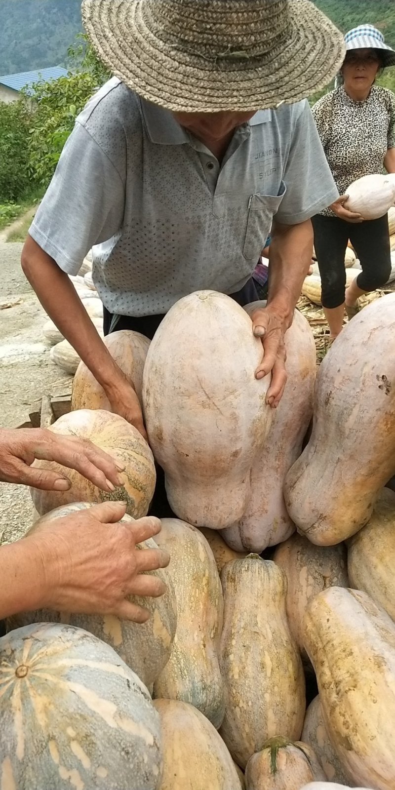 特优蜜本南瓜