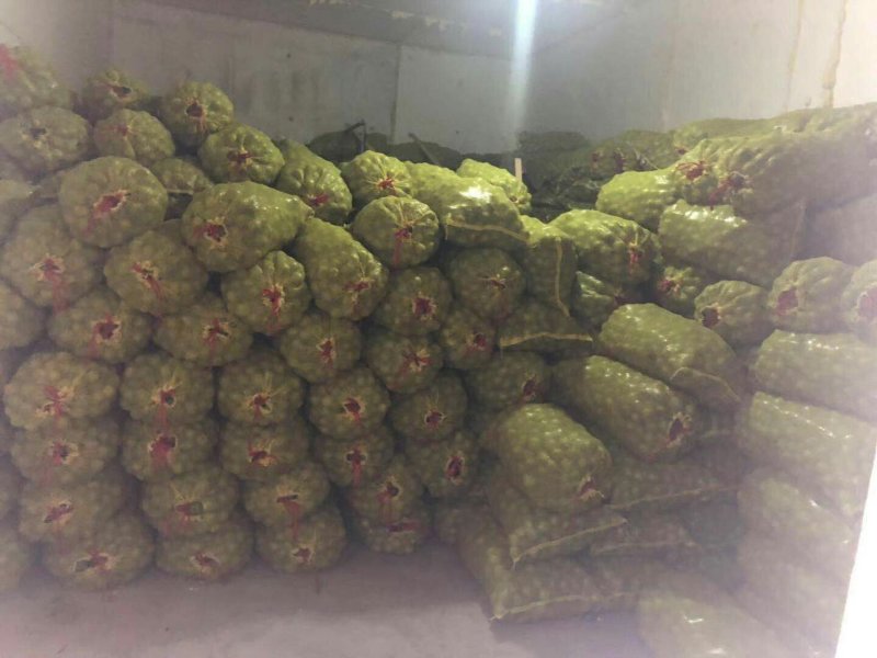 青皮鲜核桃