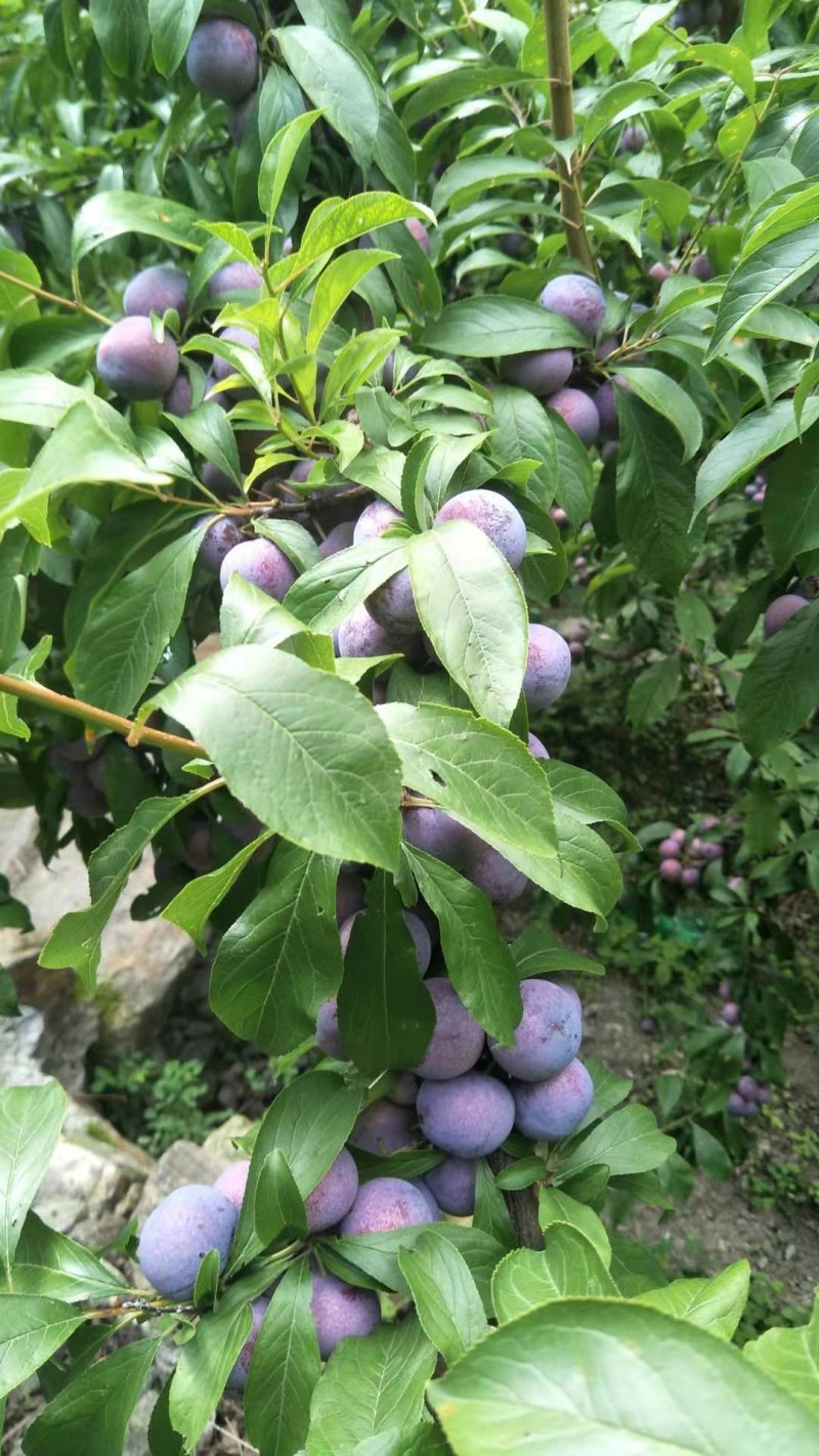 脆红李大量上市需要的老板联系我