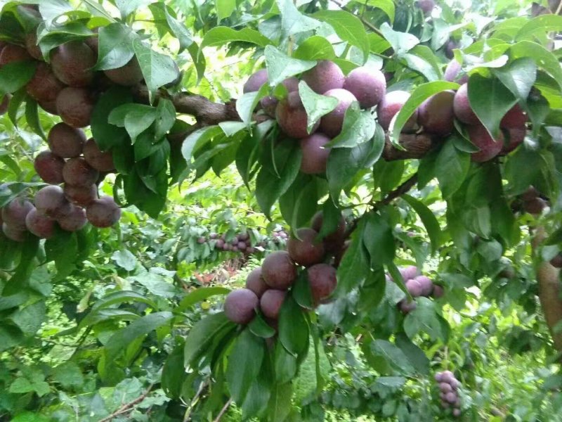 脆红李大量上市需要的老板联系我