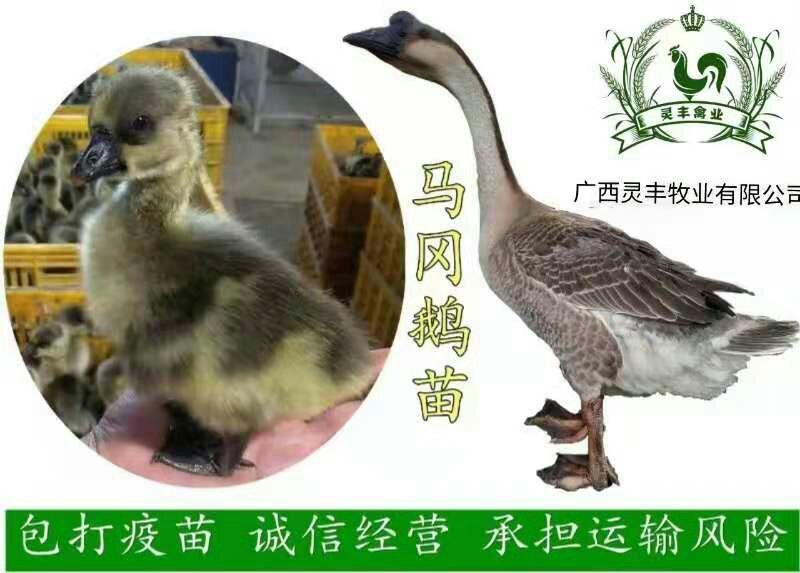 马岗鹅苗，鹅苗包打疫苗，包运输成活，诚信孵化场供应