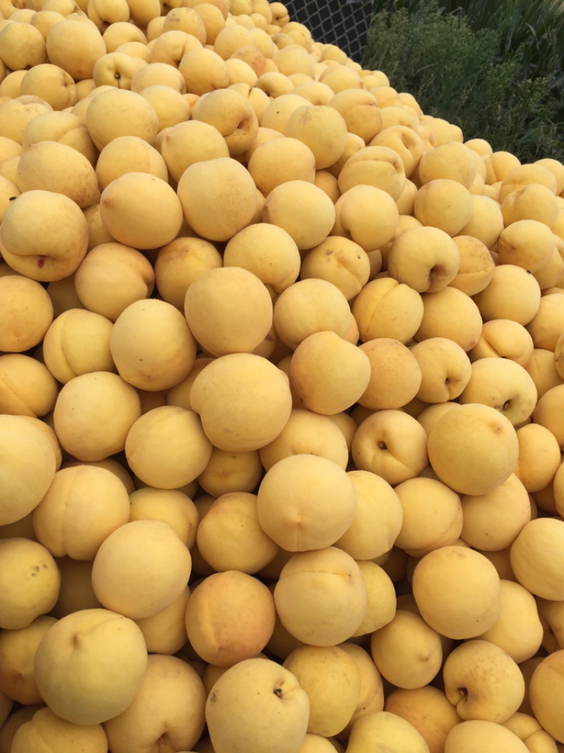 黄桃，西尾黄桃，黄金蜜4号大量上市，个大味甜