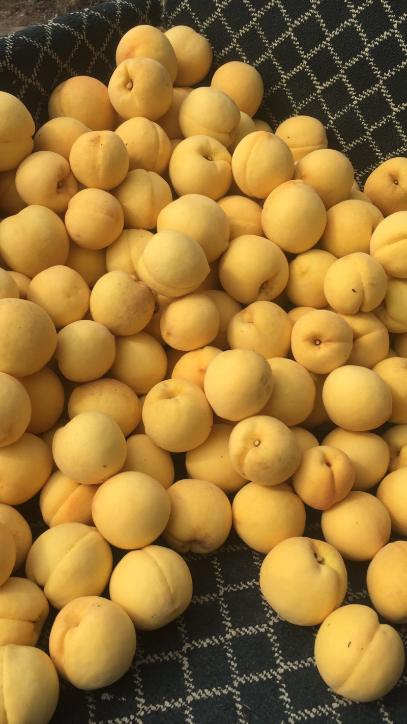 黄桃，西尾黄桃，黄金蜜4号大量上市，个大味甜