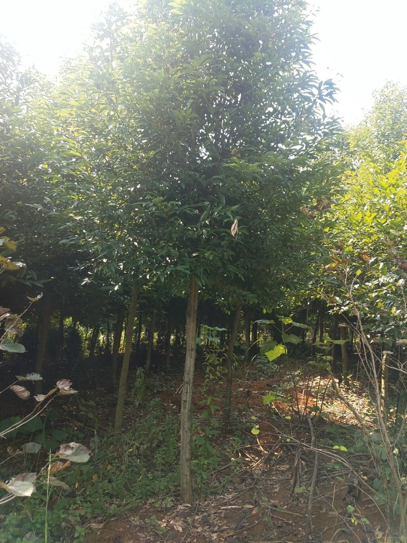 天竺桂阴香树78公分